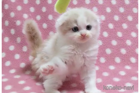 成約済の愛知県のスコティッシュフォールド(折れ耳)-86124の2枚目